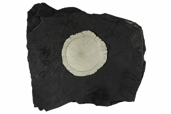 Pyrite Sun on Slate - Sparta, Illinois #348933